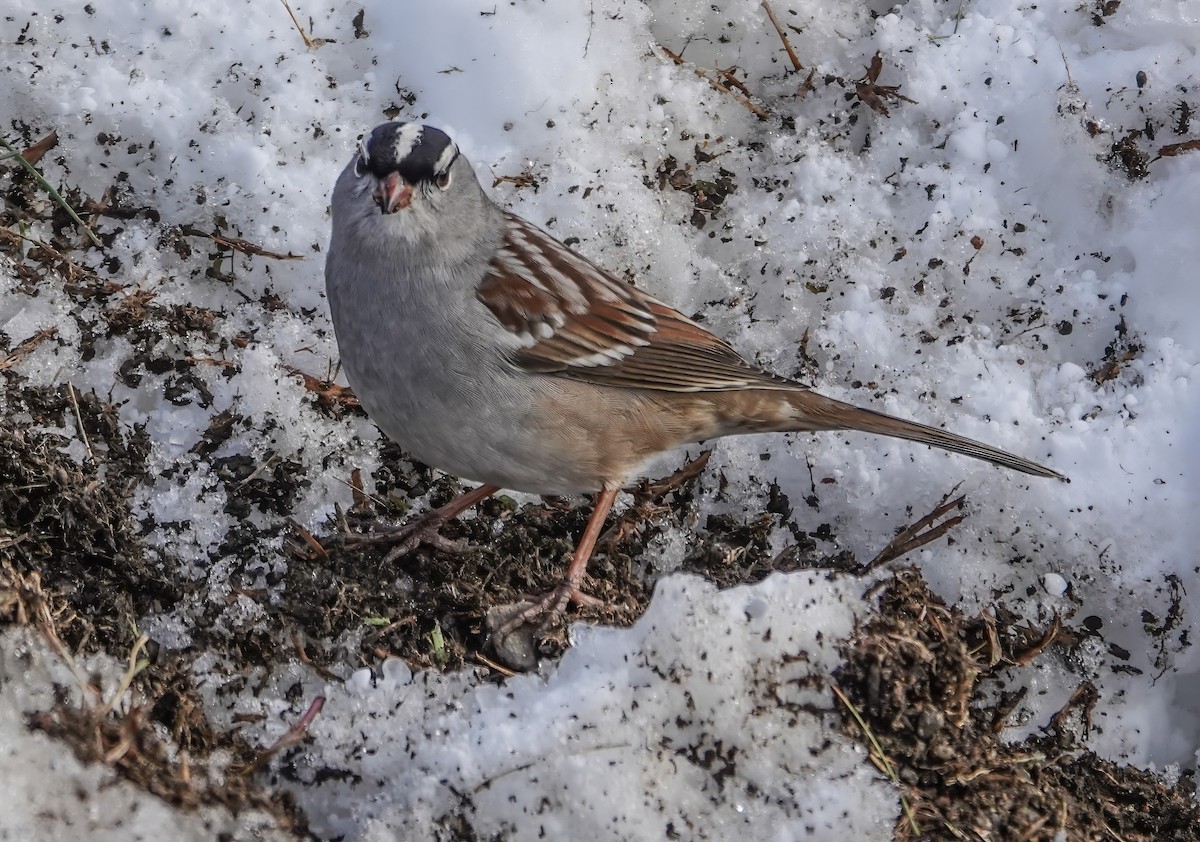 White-crowned Sparrow - ML627063257