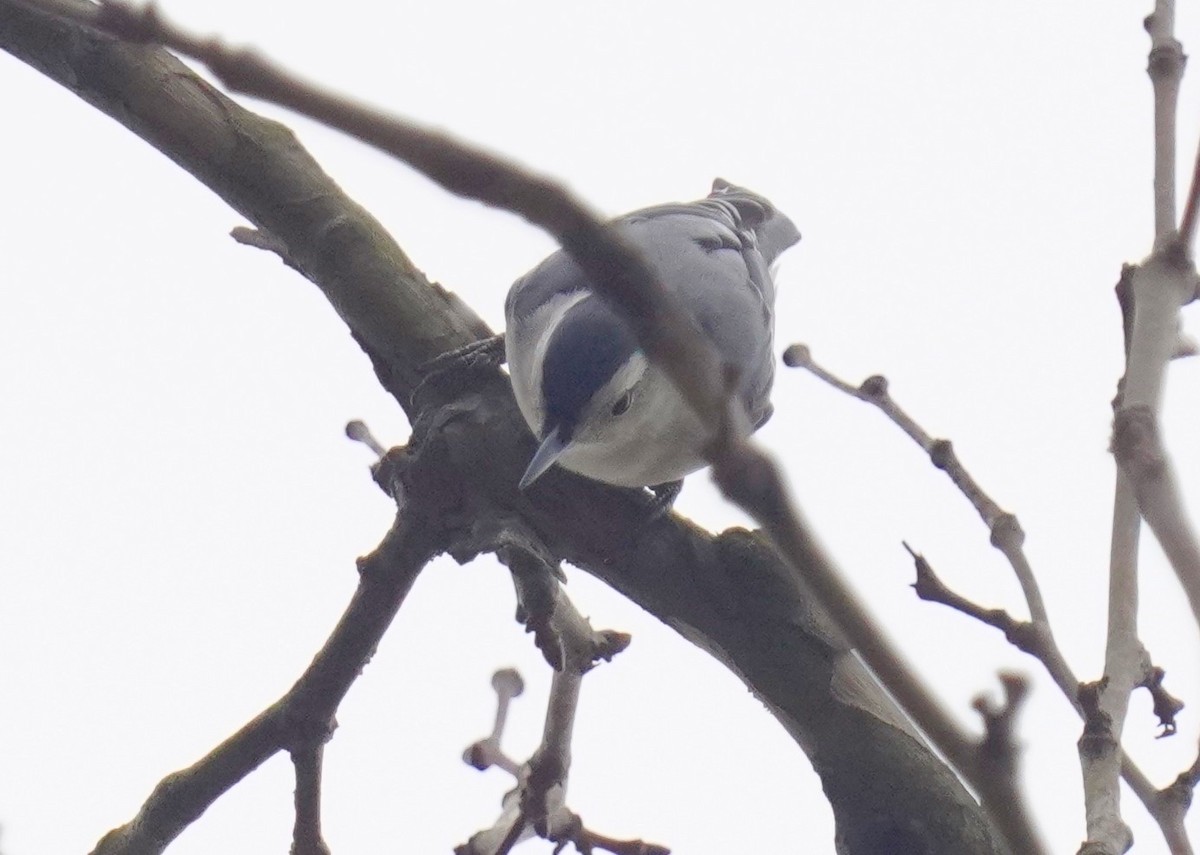 White-breasted Nuthatch - ML627063327