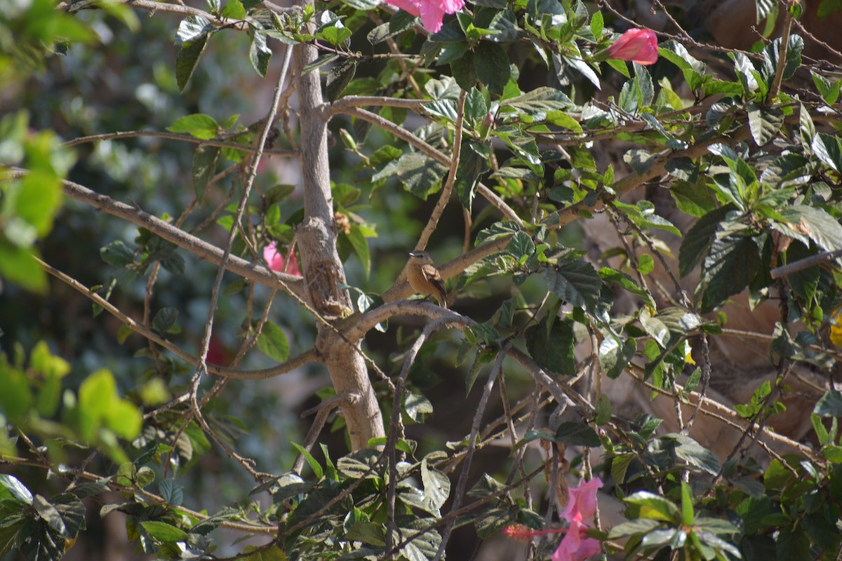 Rufescent Flycatcher - ML627063387