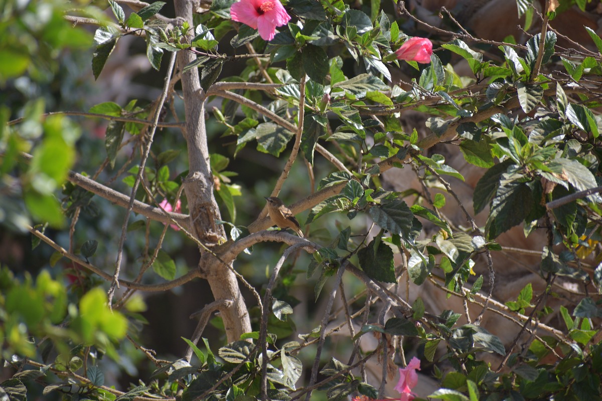 Rufescent Flycatcher - ML627063431