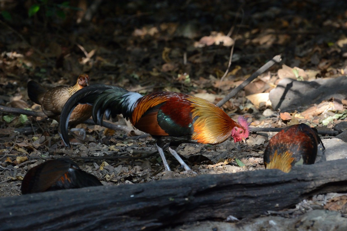 Red Junglefowl - ML627063677