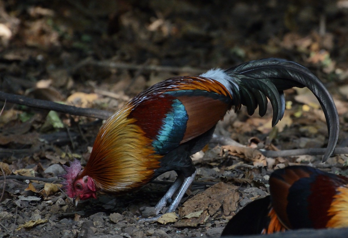 Red Junglefowl - ML627063681