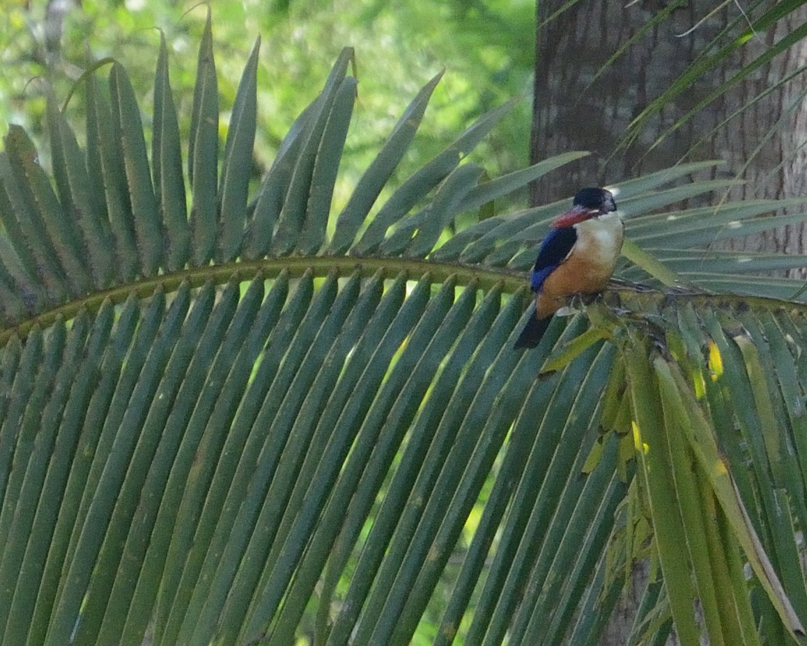 Black-capped Kingfisher - ML627063708