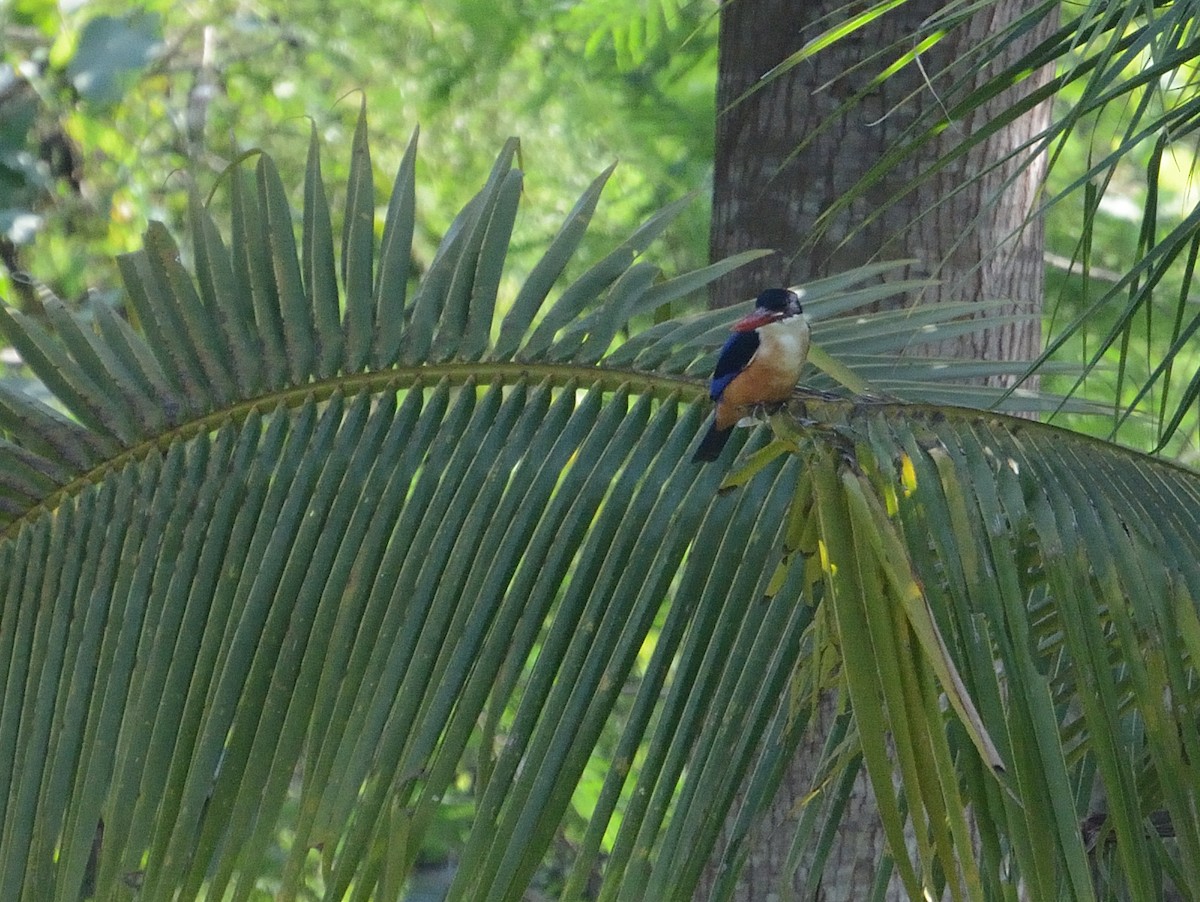 Black-capped Kingfisher - ML627063709