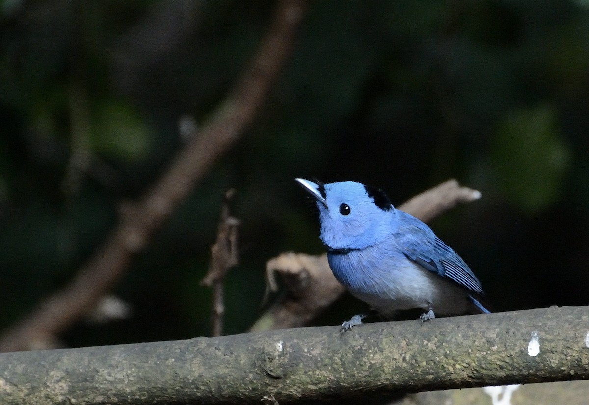 Black-naped Monarch - ML627063744