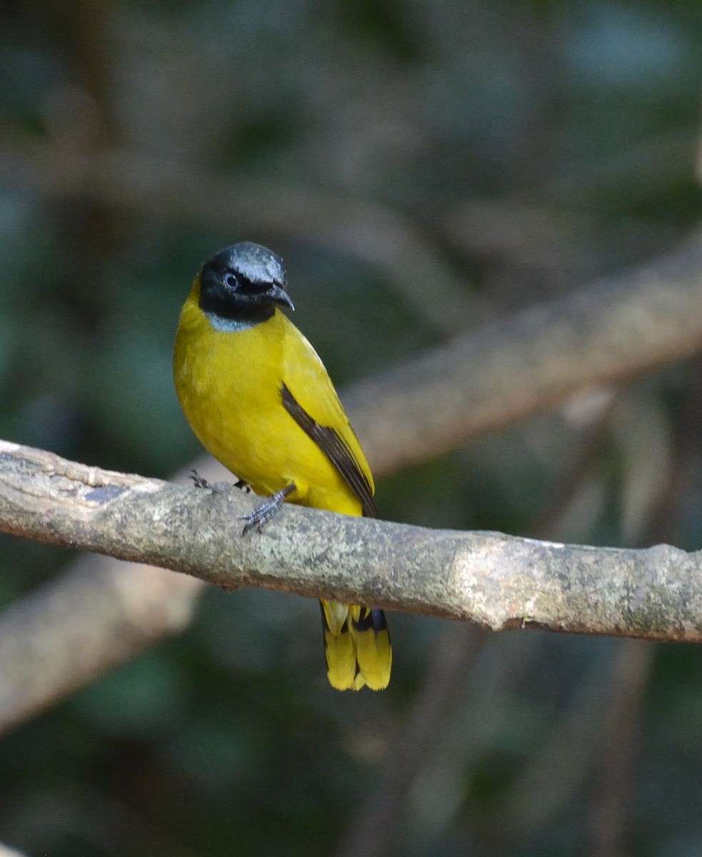 Black-headed Bulbul - ML627063748