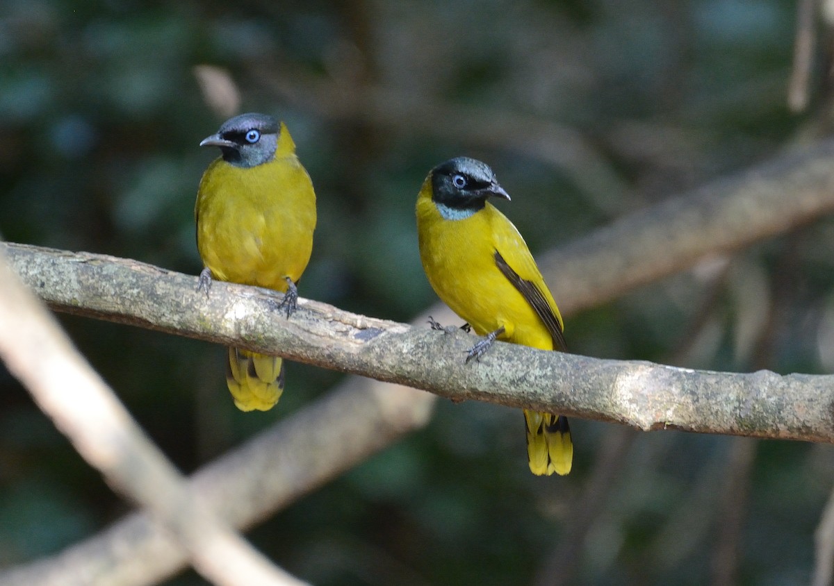 Black-headed Bulbul - ML627063749