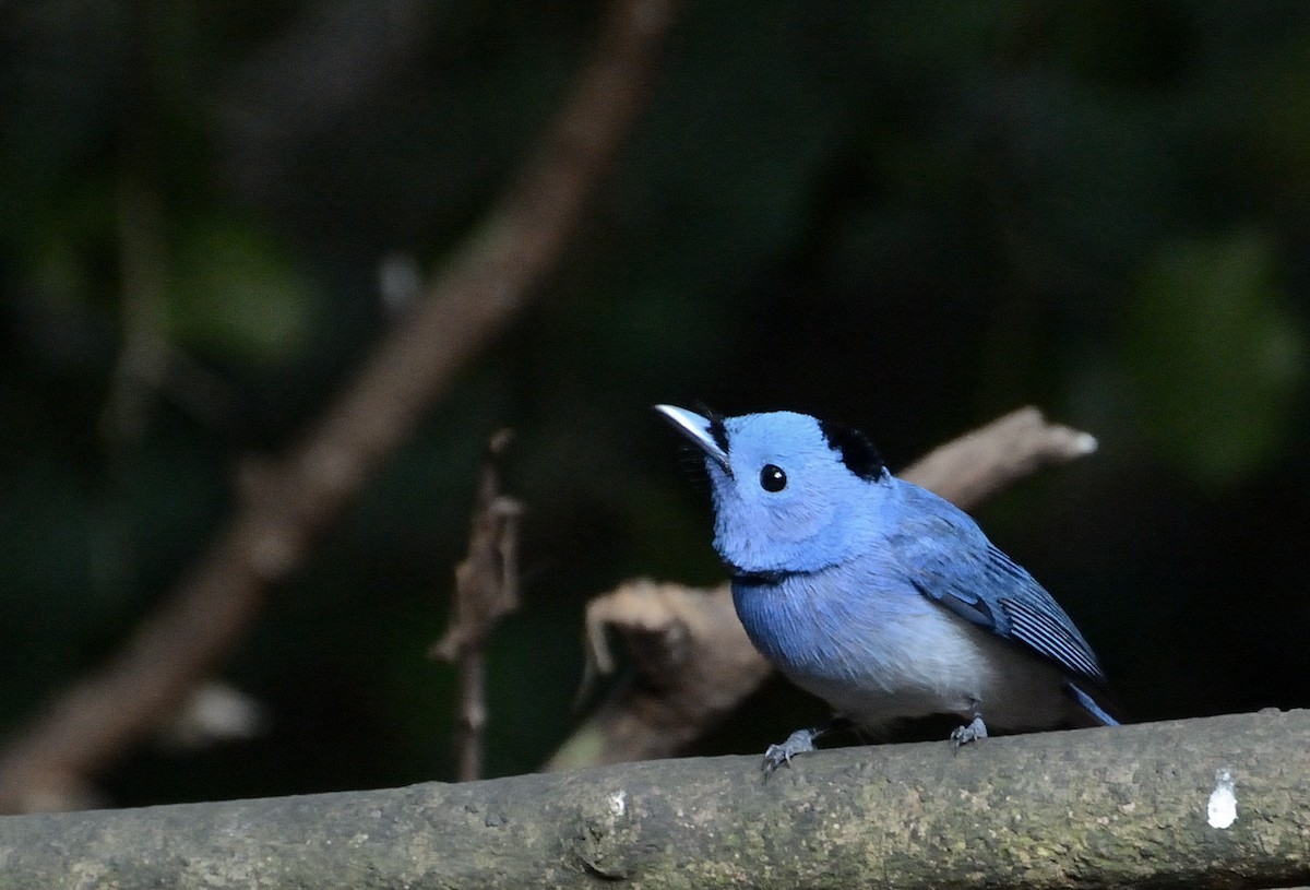 Black-naped Monarch - ML627063772