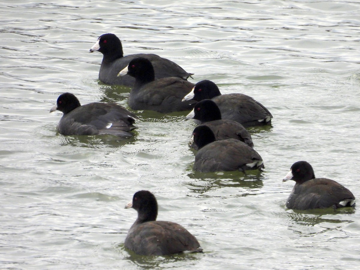 American Coot - ML627063786
