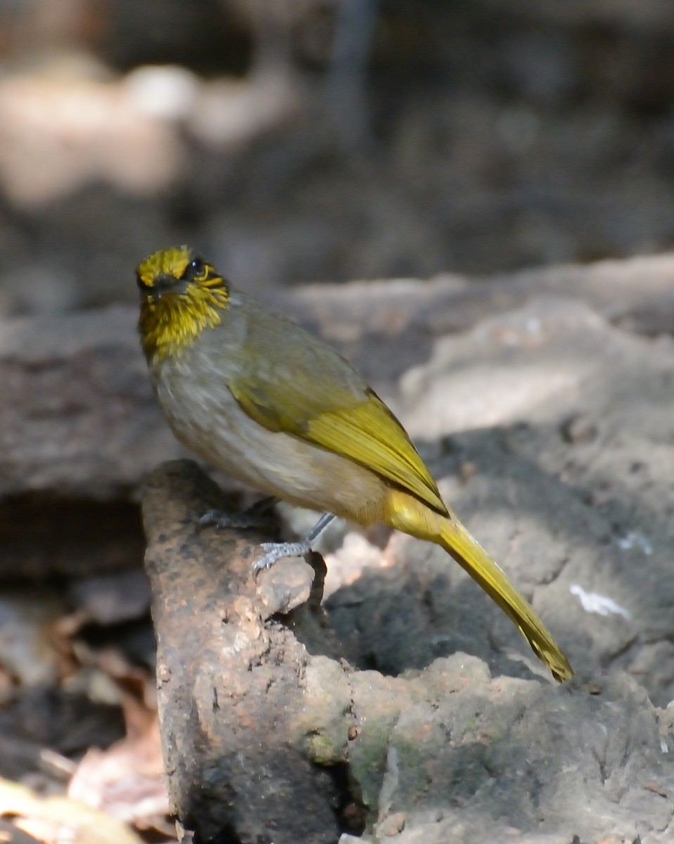 Stripe-throated Bulbul - ML627063800