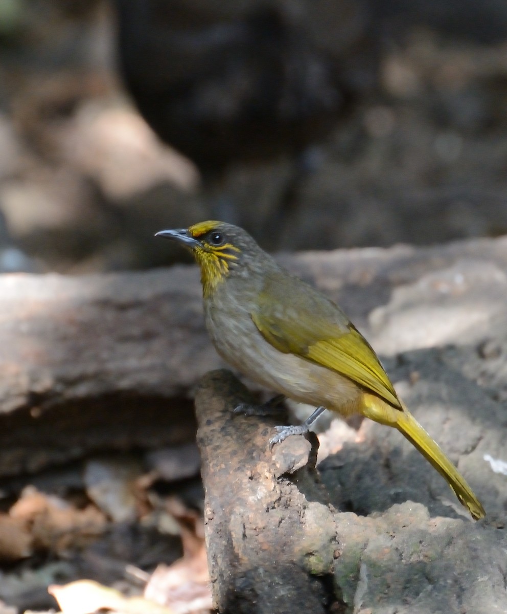 Stripe-throated Bulbul - ML627063801