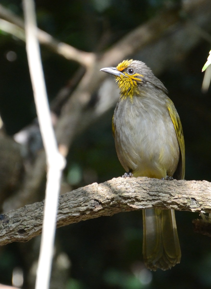 Stripe-throated Bulbul - ML627063802