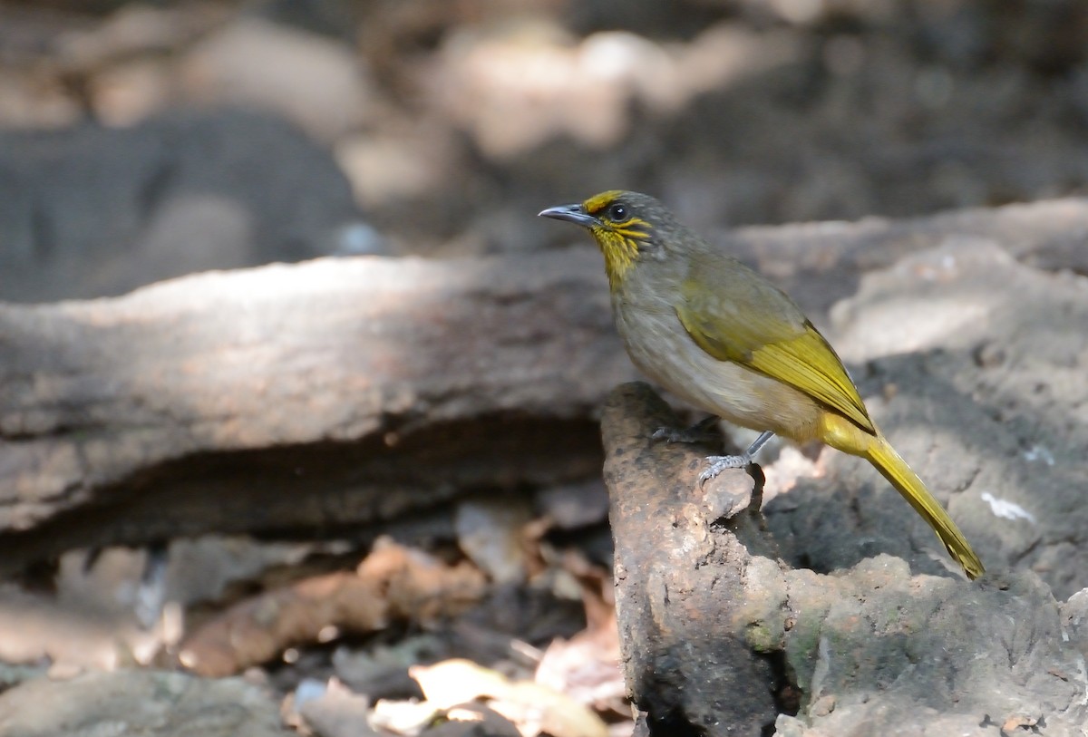 Stripe-throated Bulbul - ML627063803