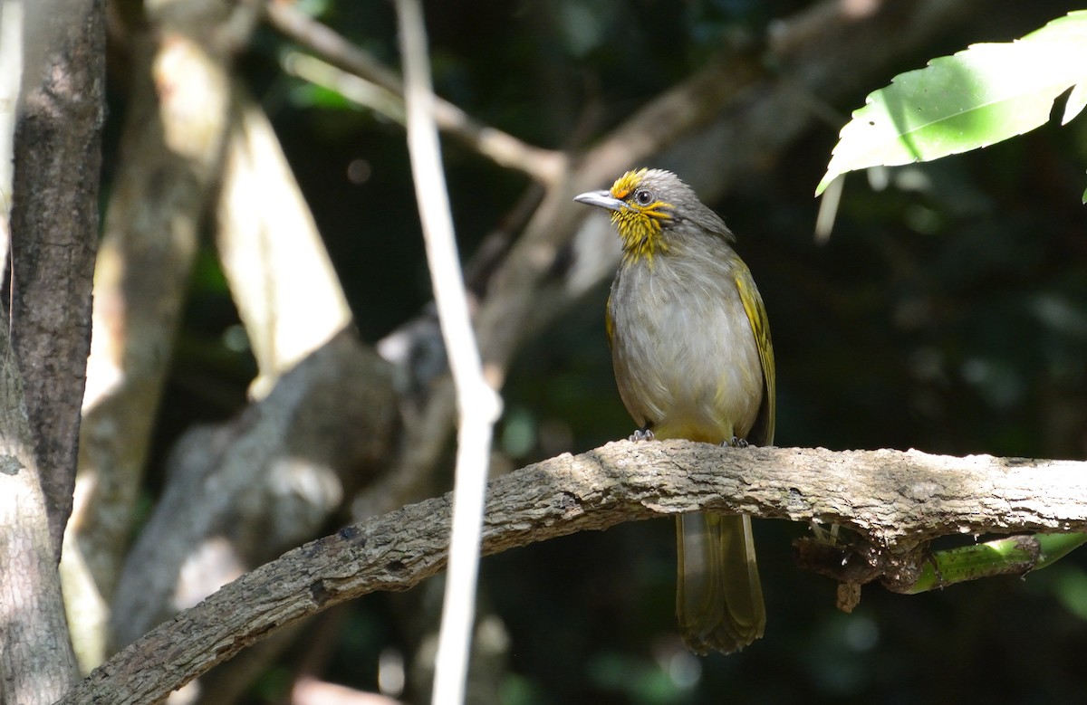 Stripe-throated Bulbul - ML627063804