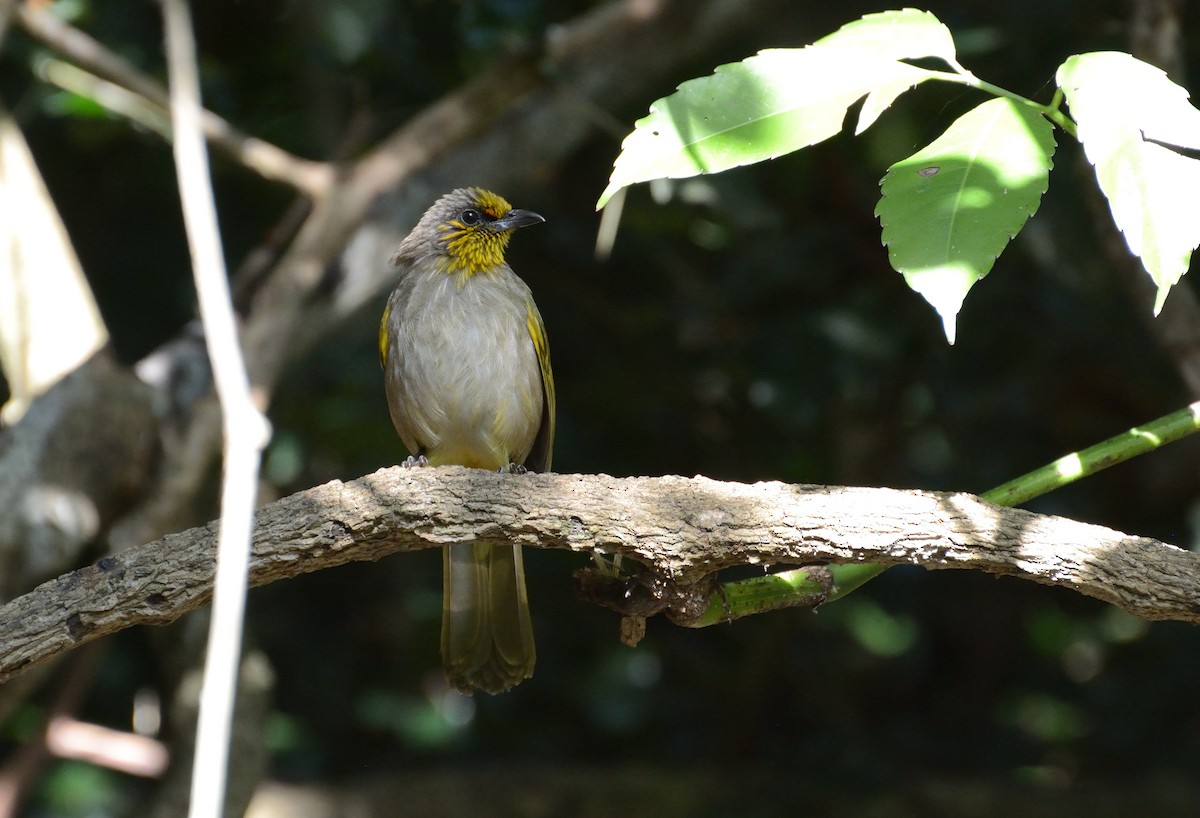 Stripe-throated Bulbul - ML627063805