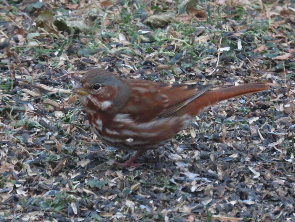 Fox Sparrow - ML627063823