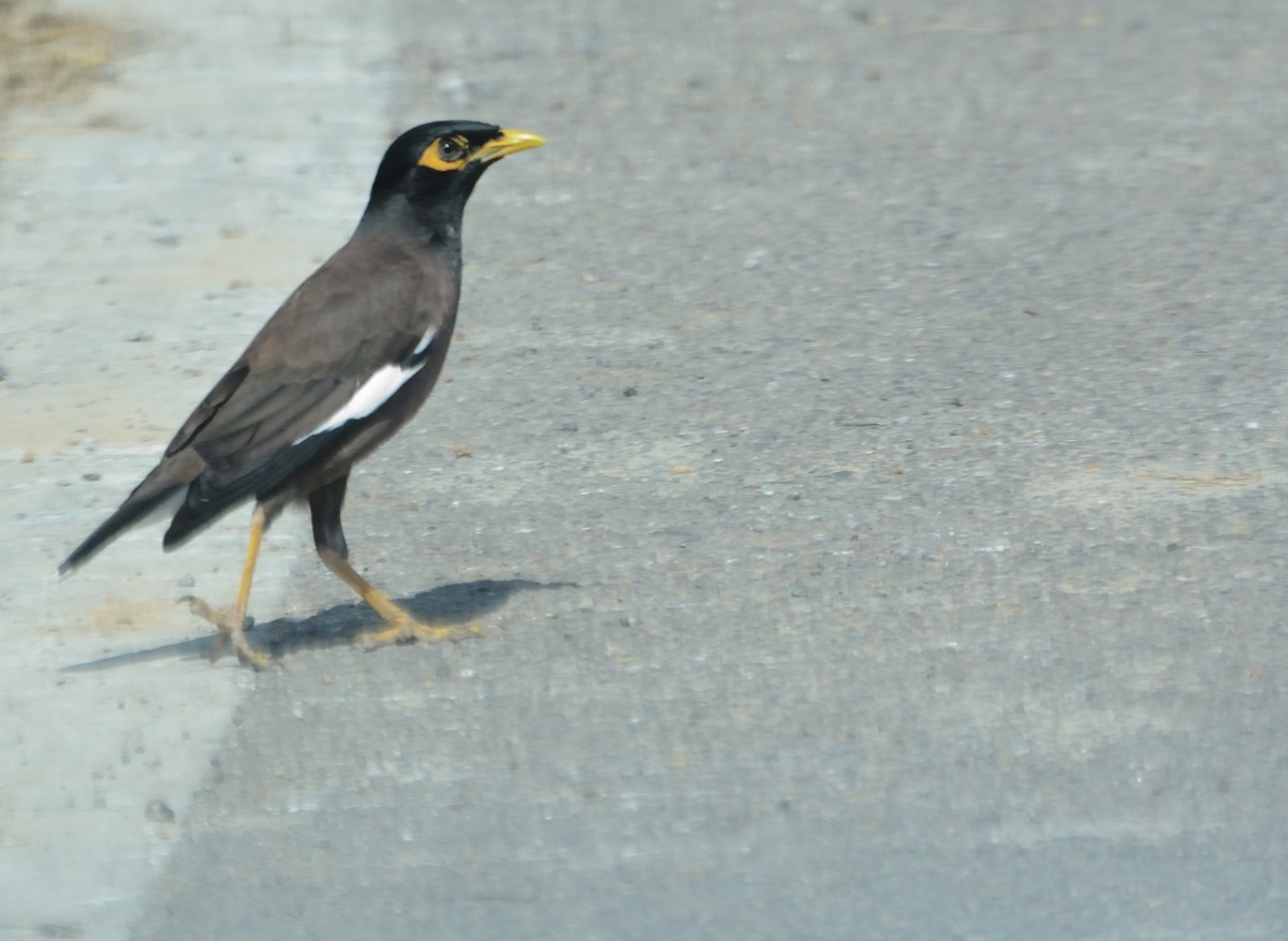 Common Myna - ML627063837