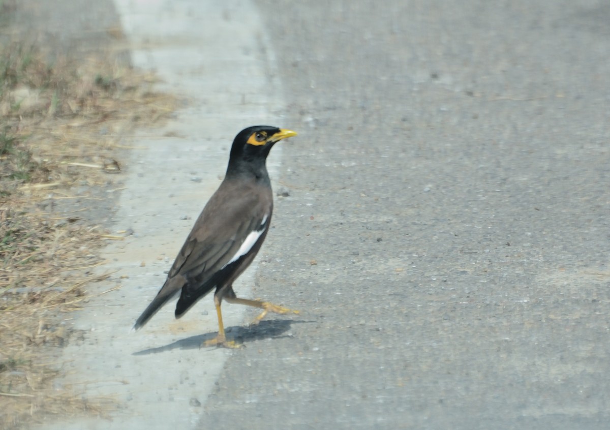 Common Myna - ML627063838