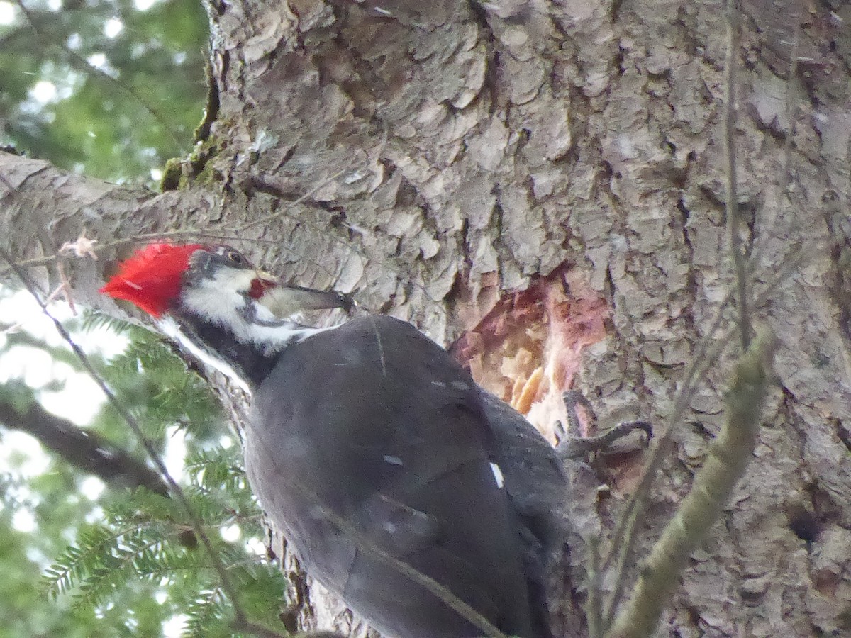 Pileated Woodpecker - ML627063852