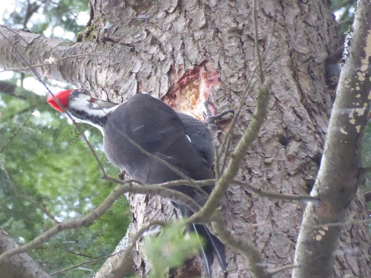 Pileated Woodpecker - ML627063857