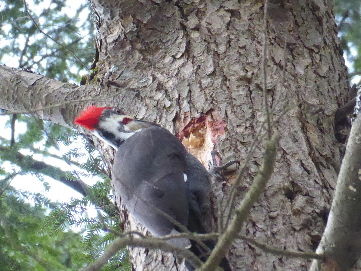 Pileated Woodpecker - ML627063866