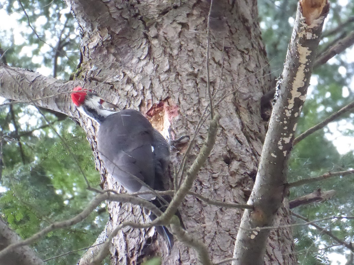 Pileated Woodpecker - ML627063876