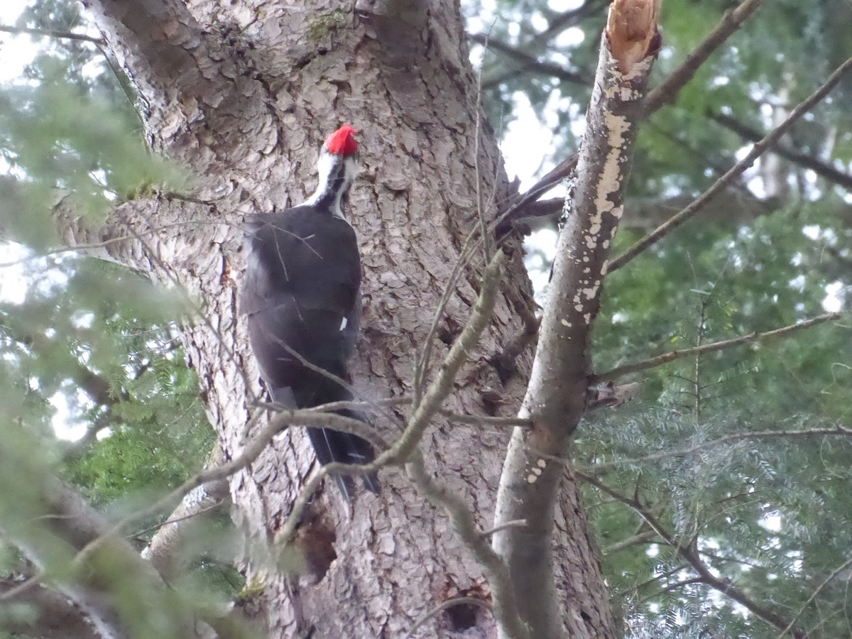 Pileated Woodpecker - ML627063880