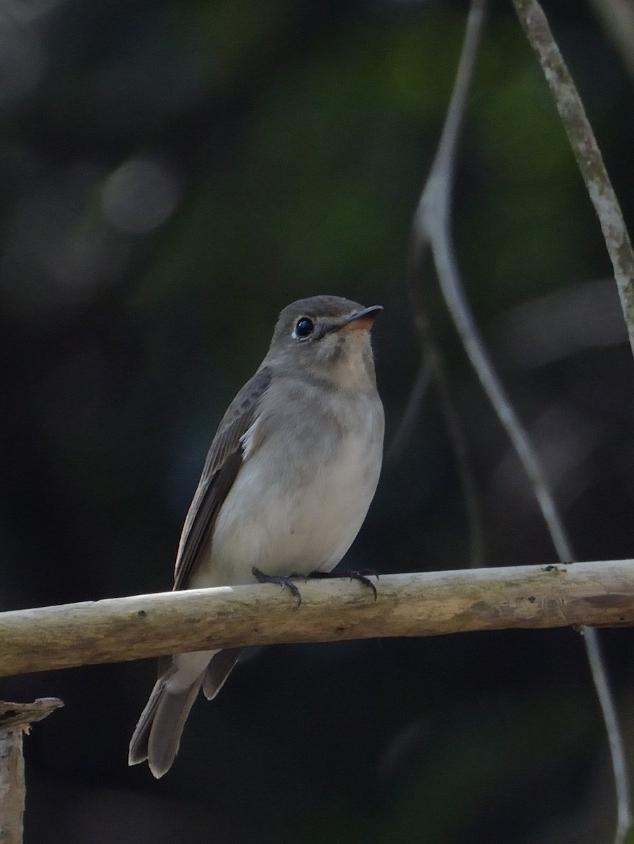 Asian Brown Flycatcher - ML627063881