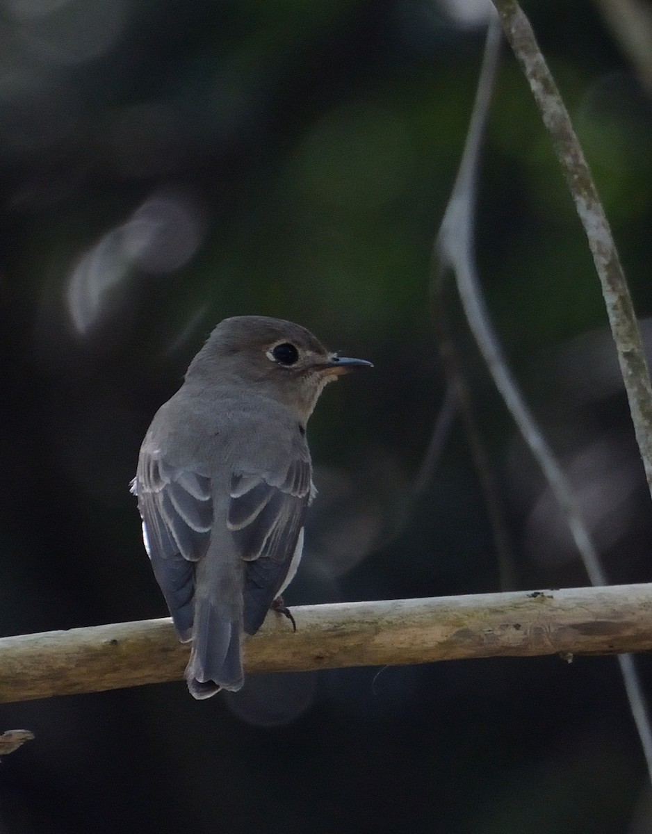 Asian Brown Flycatcher - ML627063882