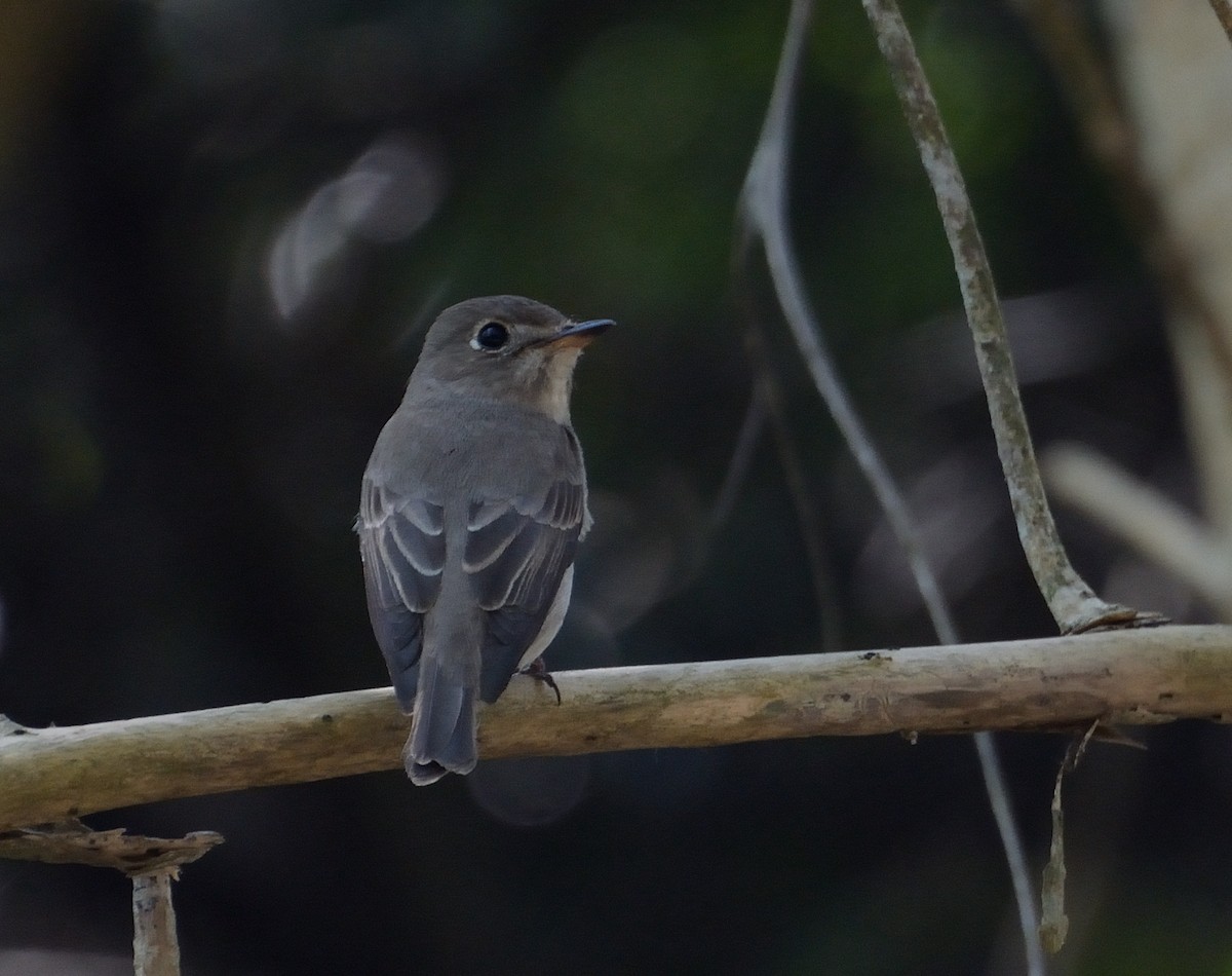 Asian Brown Flycatcher - ML627063883