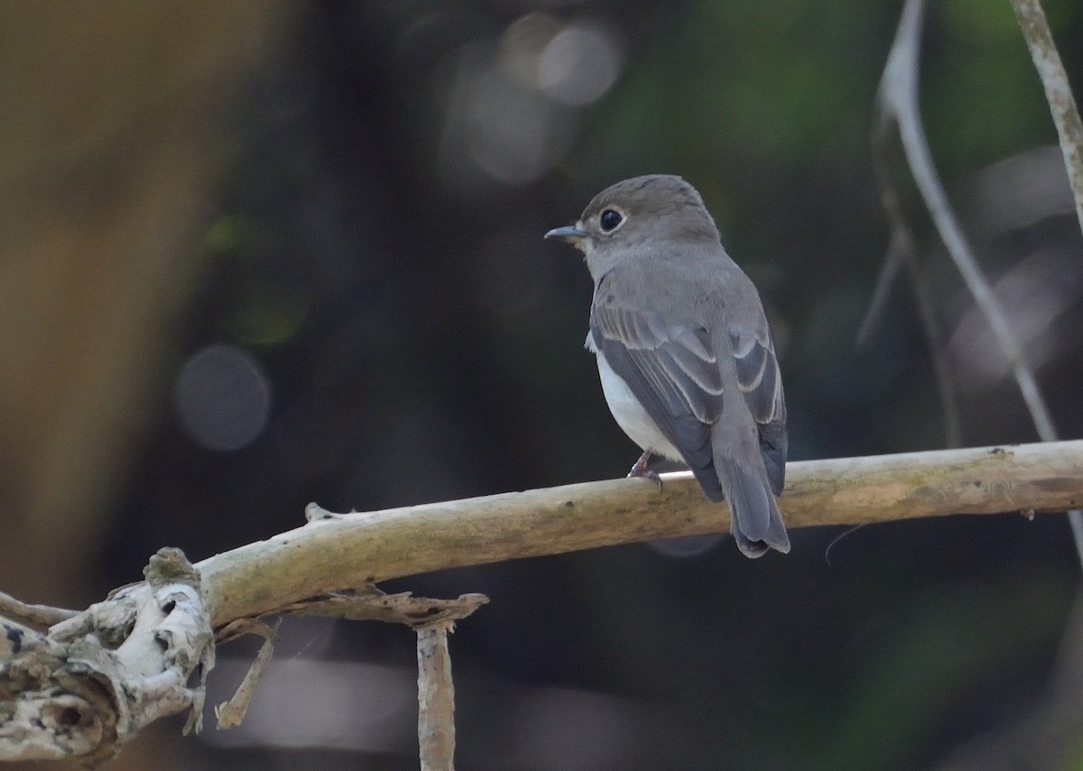 Asian Brown Flycatcher - ML627063884