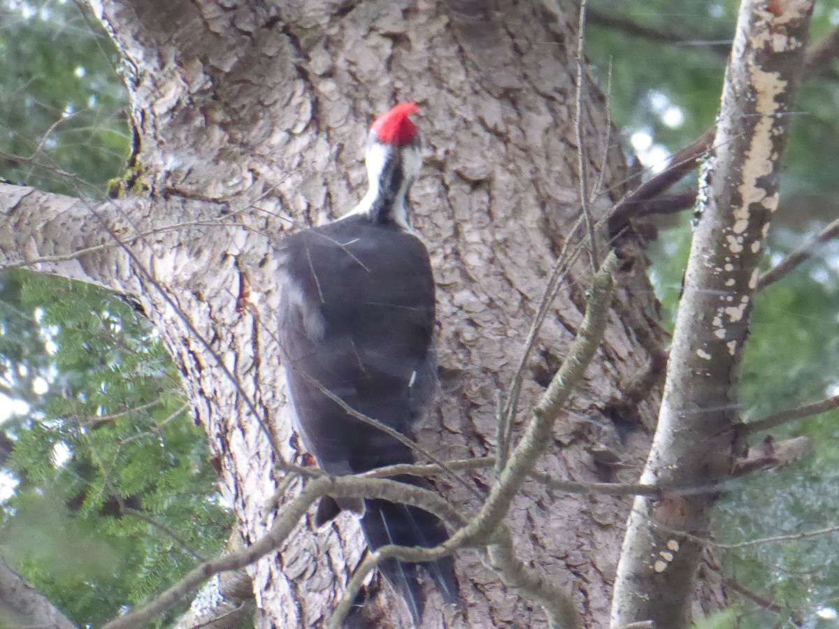 Pileated Woodpecker - ML627063887
