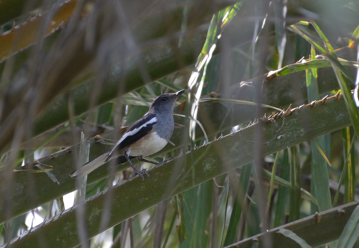 Oriental Magpie-Robin - ML627063894