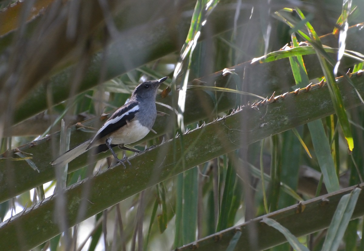 Oriental Magpie-Robin - ML627063895