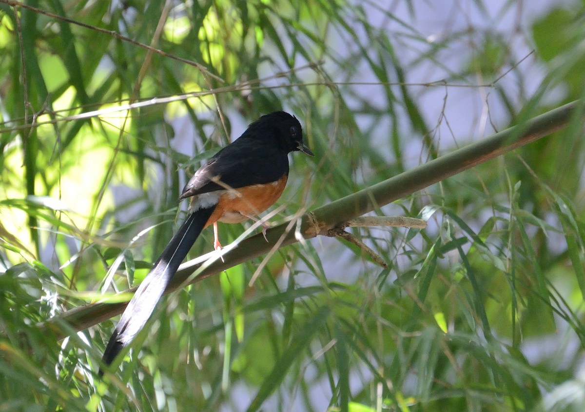 White-rumped Shama (White-rumped) - ML627063912