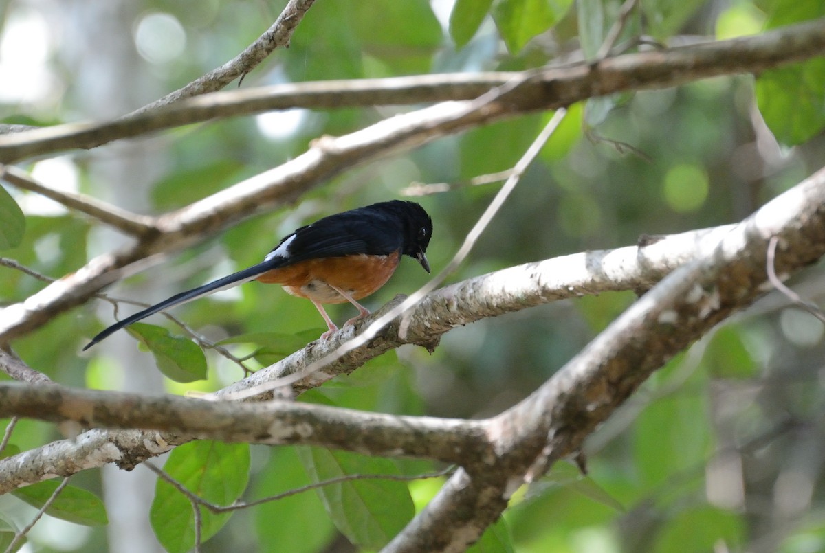 White-rumped Shama (White-rumped) - ML627063914