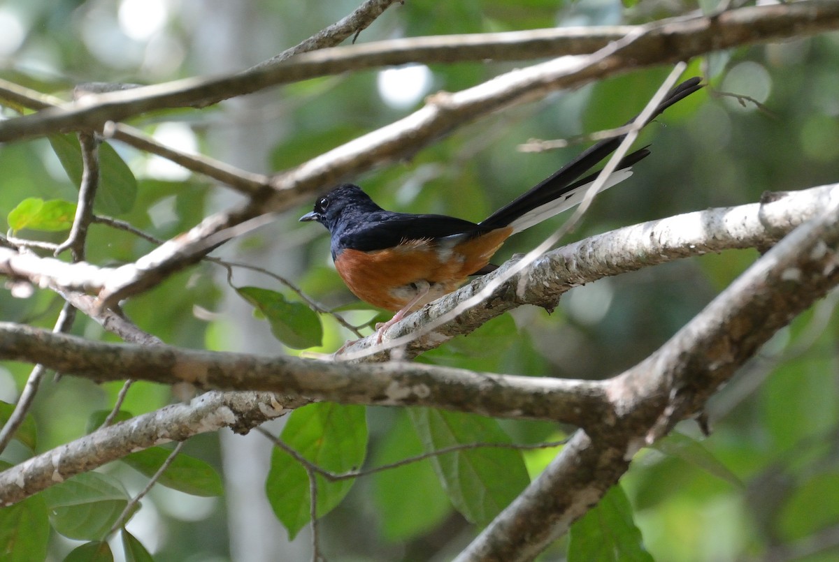 White-rumped Shama (White-rumped) - ML627063915