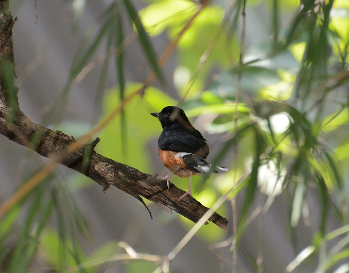 White-rumped Shama (White-rumped) - ML627063916