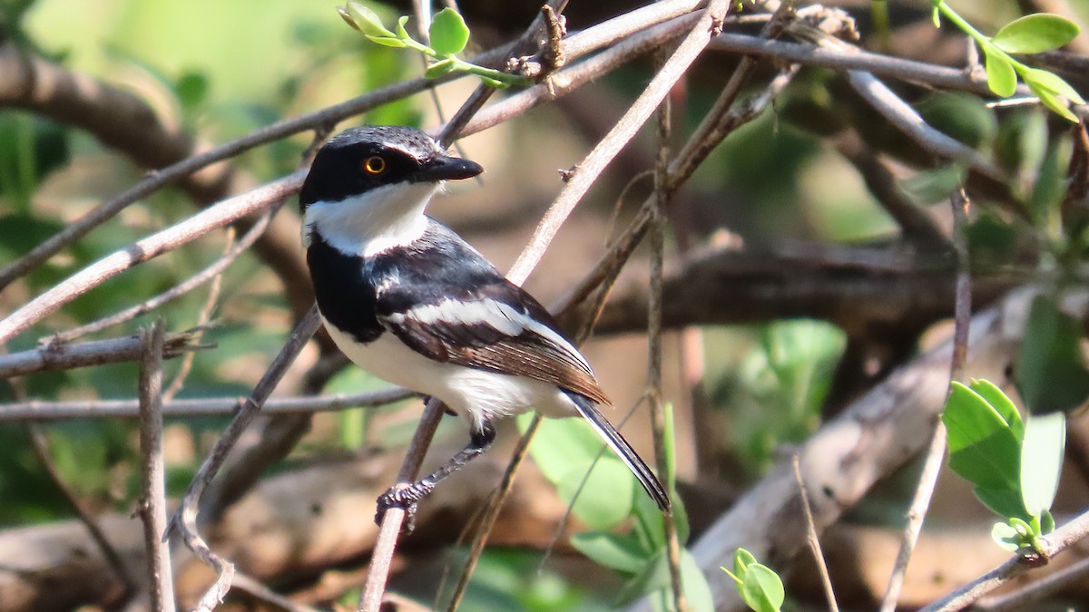 Pygmy Batis - ML627063941