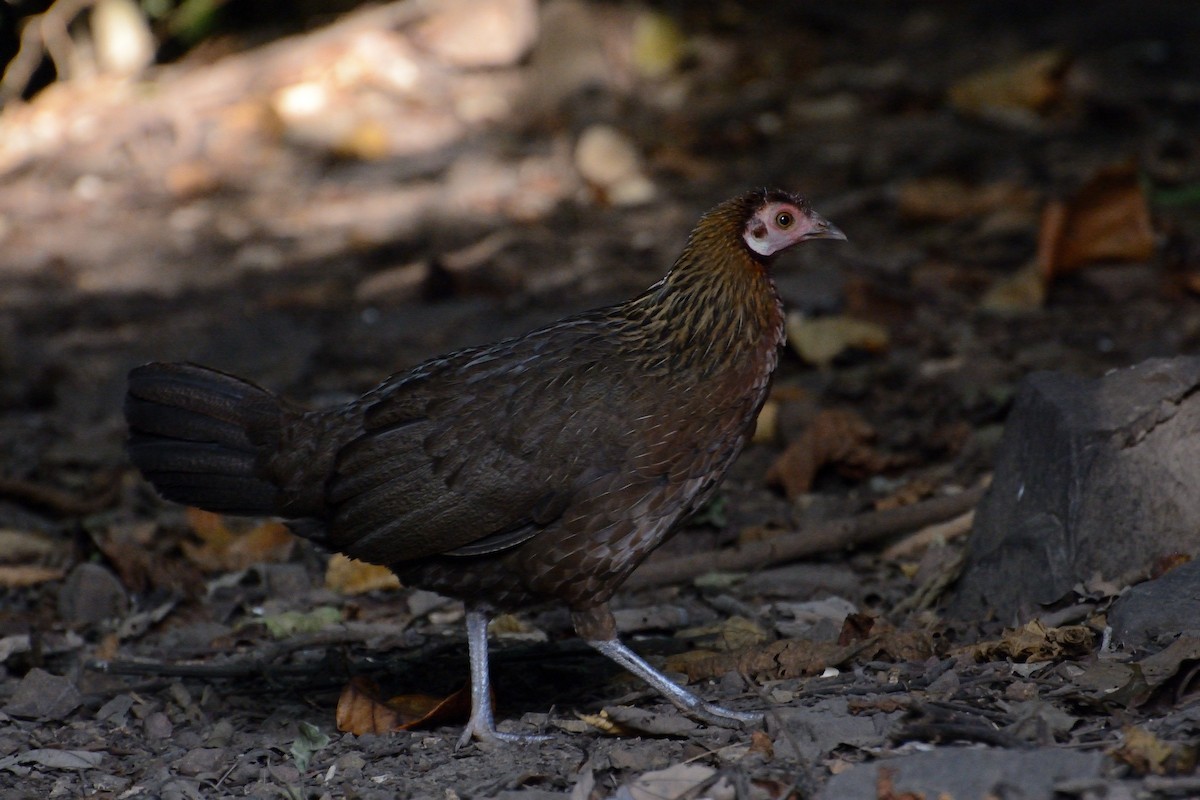 Red Junglefowl - ML627064072