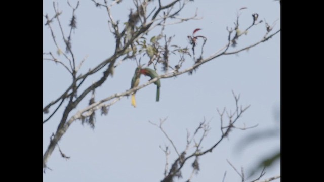 Blue-bearded Bee-eater - ML627064088