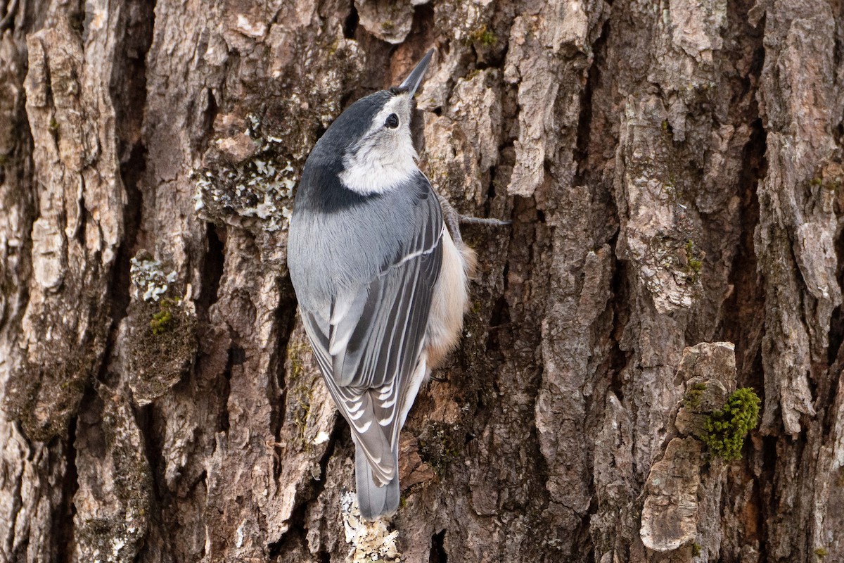 White-breasted Nuthatch - ML627064168