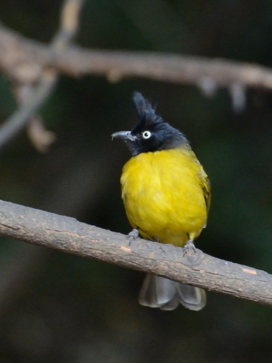 Black-crested Bulbul - ML627064199