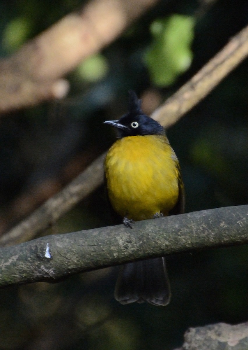 Black-crested Bulbul - ML627064200