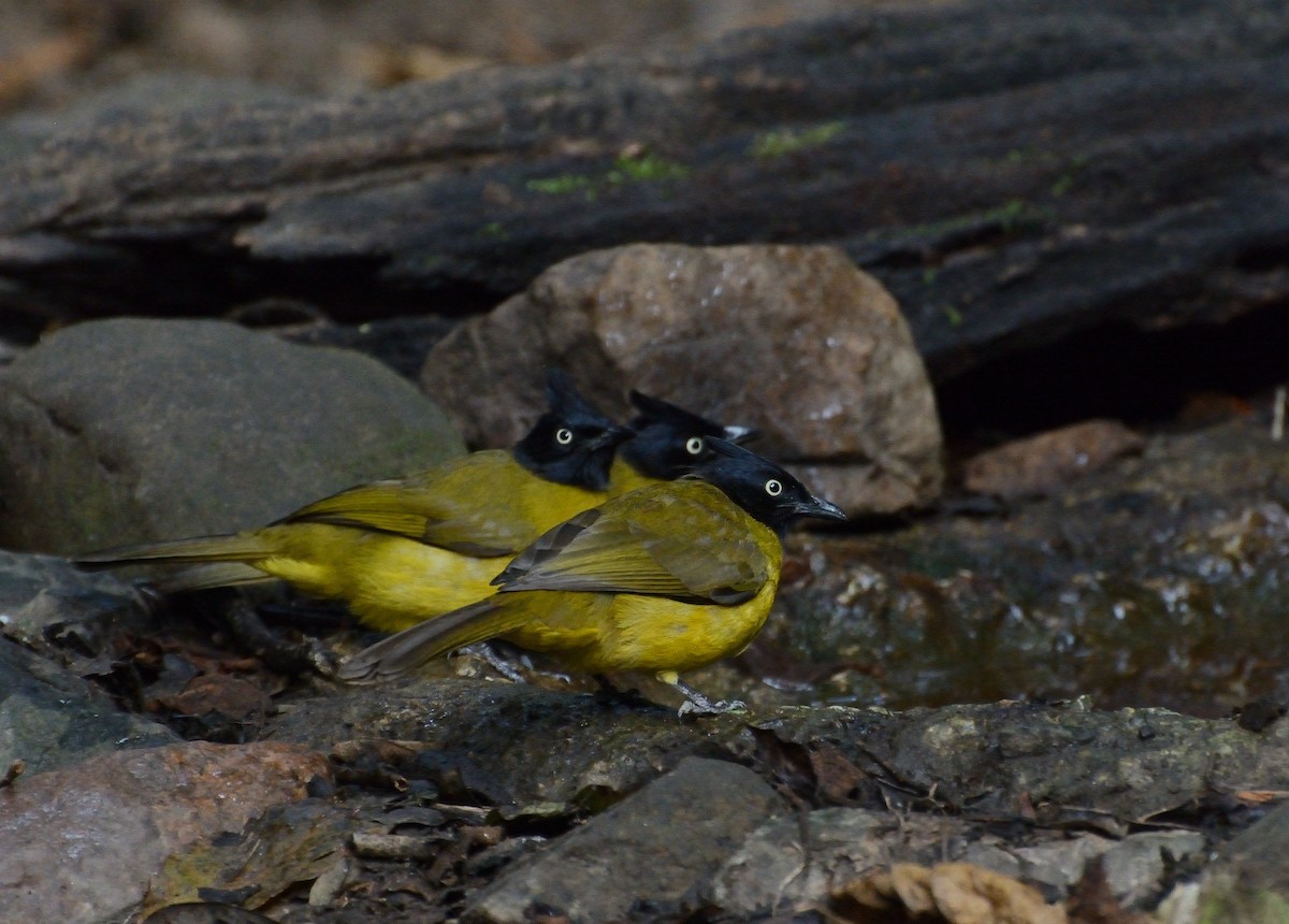 Black-crested Bulbul - ML627064201