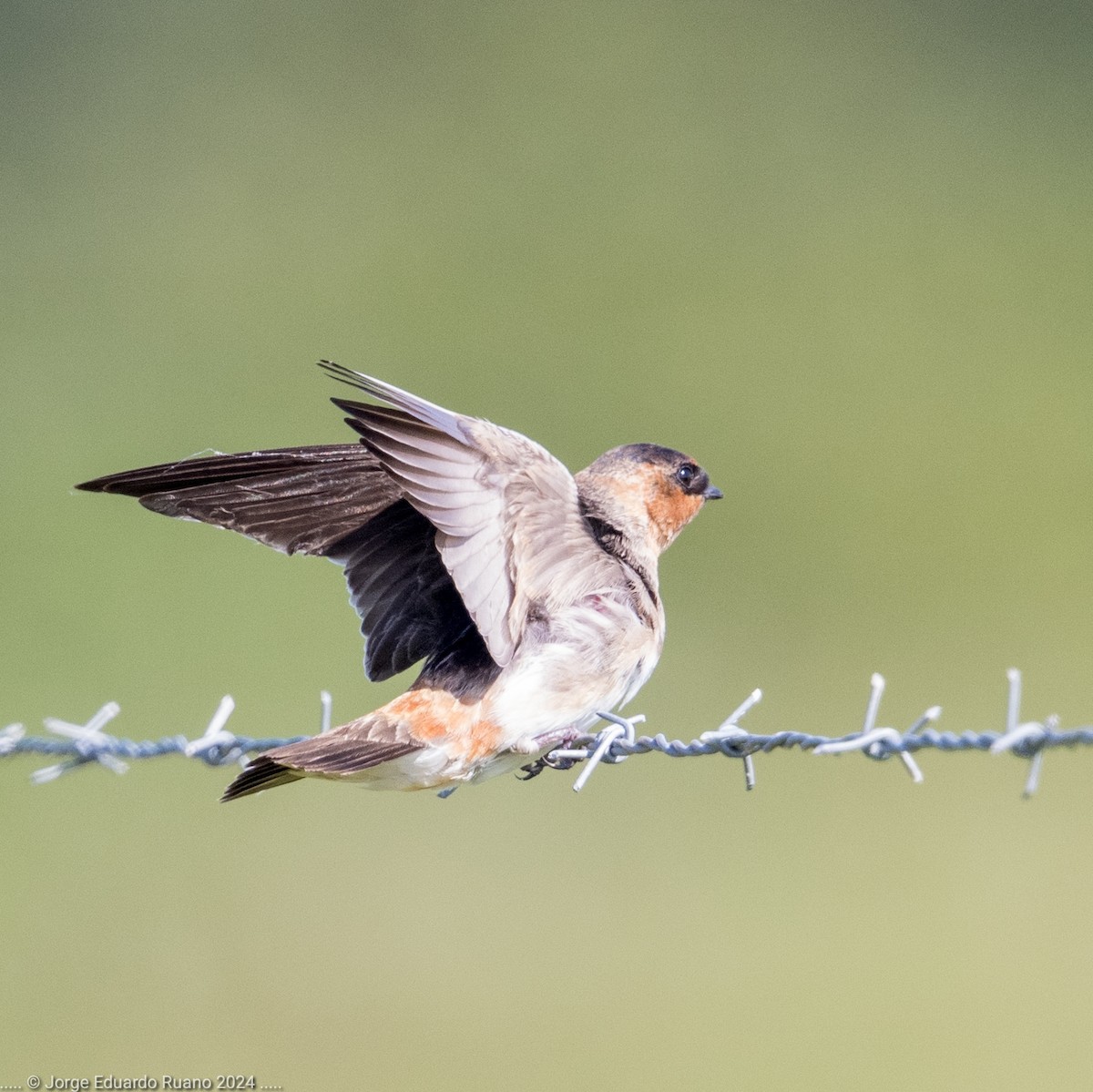 Cave Swallow - ML627064243