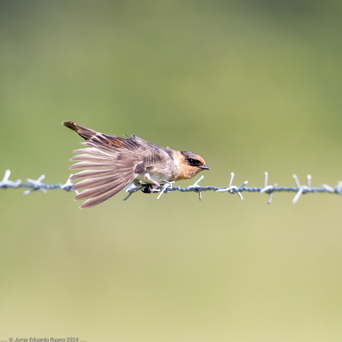 Cave Swallow - ML627064244