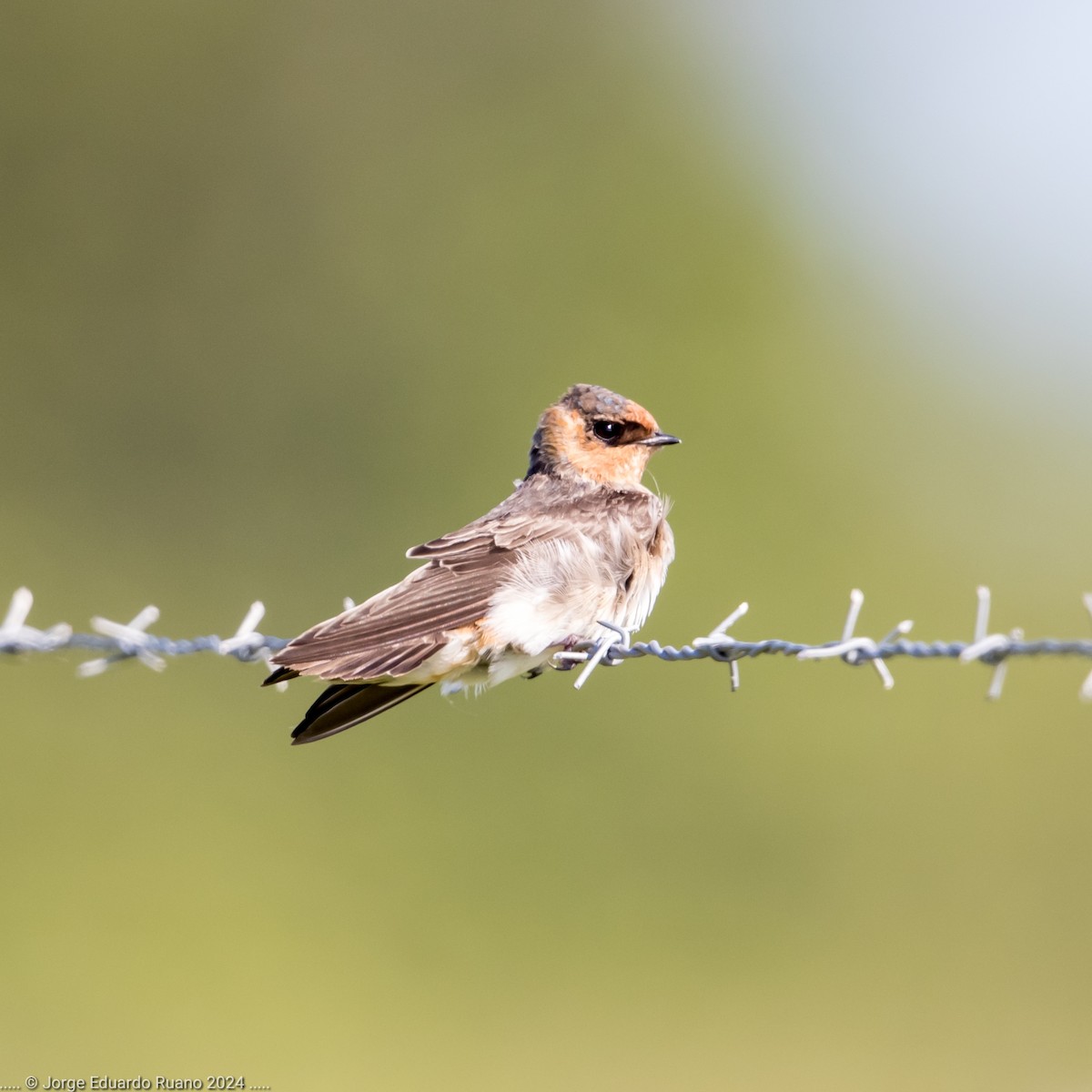 Cave Swallow - ML627064245