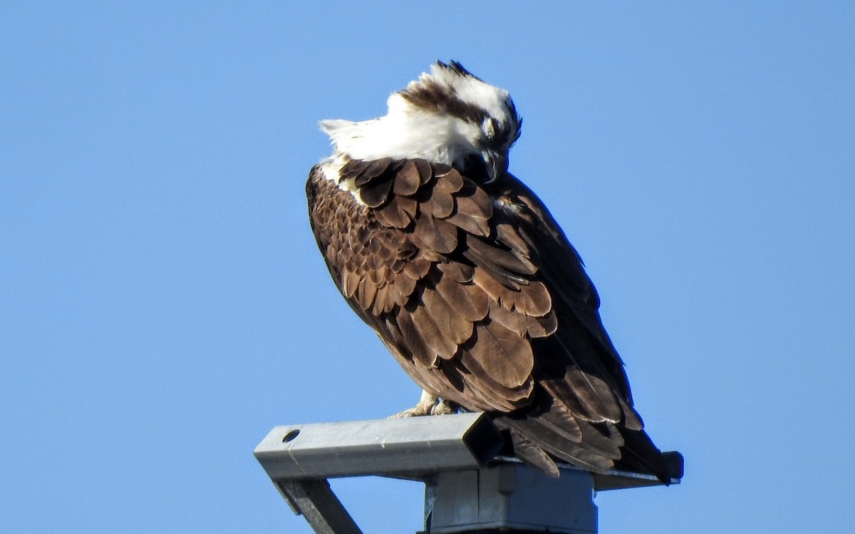 Osprey - ML627064397