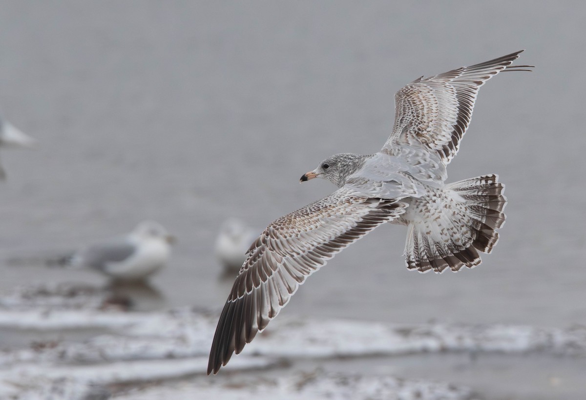 Ring-billed Gull - ML627064412